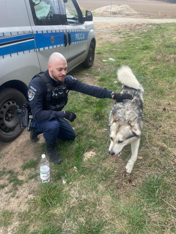 Dwa duże psy biegły... po drodze ekspresowej. Niebezpieczna sytuacja na S5 koło Leszna