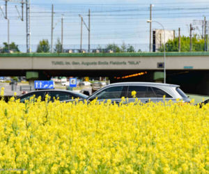 Białystok. Pierwsze łąki już kwitną. W 2020 roku pojawiły się w nowych miejscach