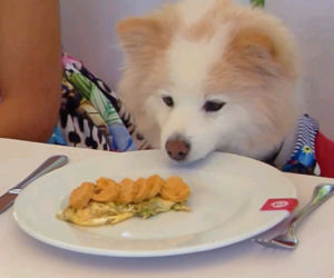 Toby w MasterChefie