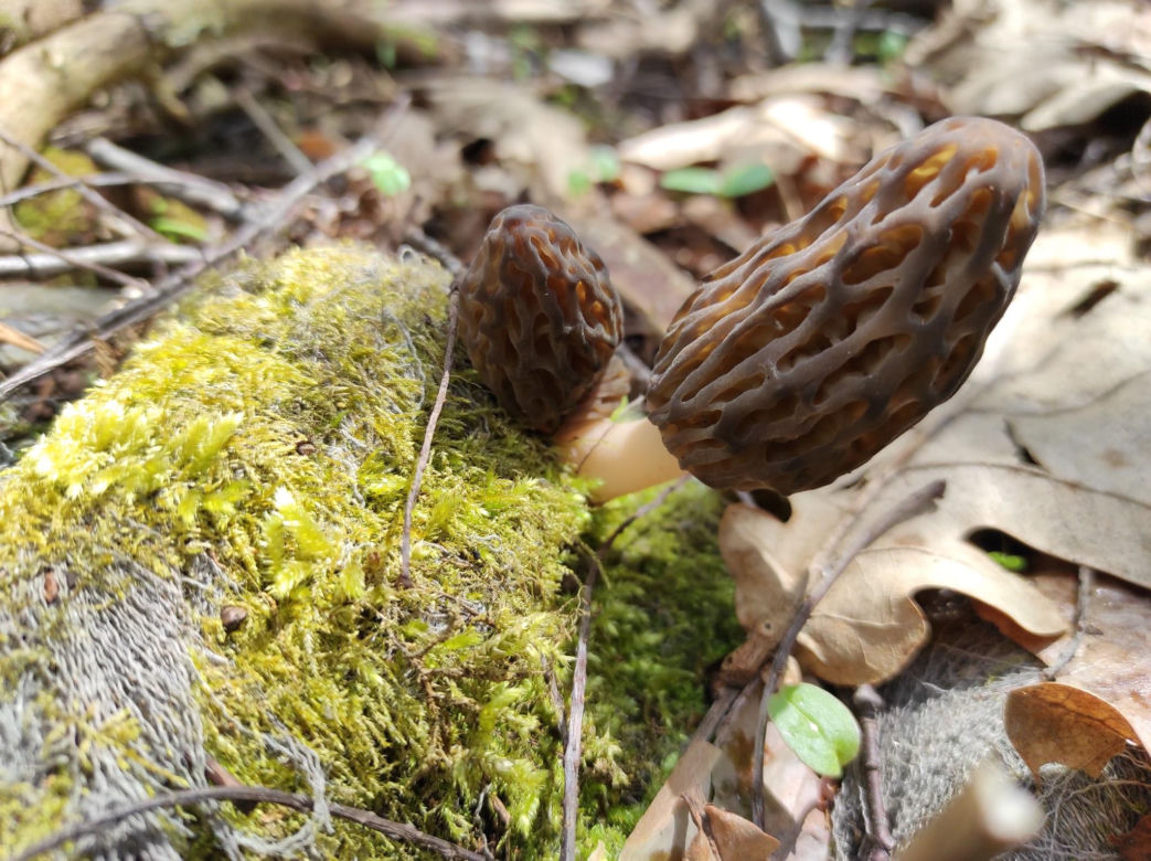 Smardze – leśna arystokracja