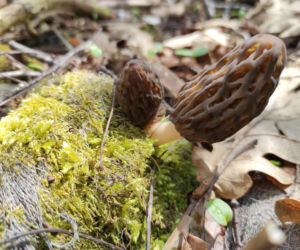 Smardze – leśna arystokracja