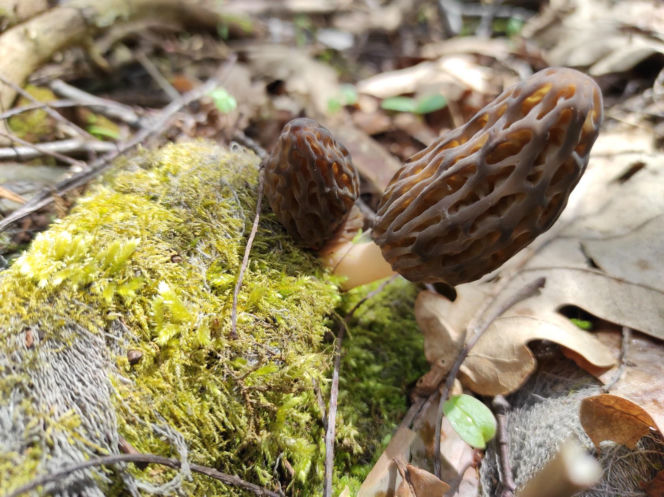 Smardze – leśna arystokracja