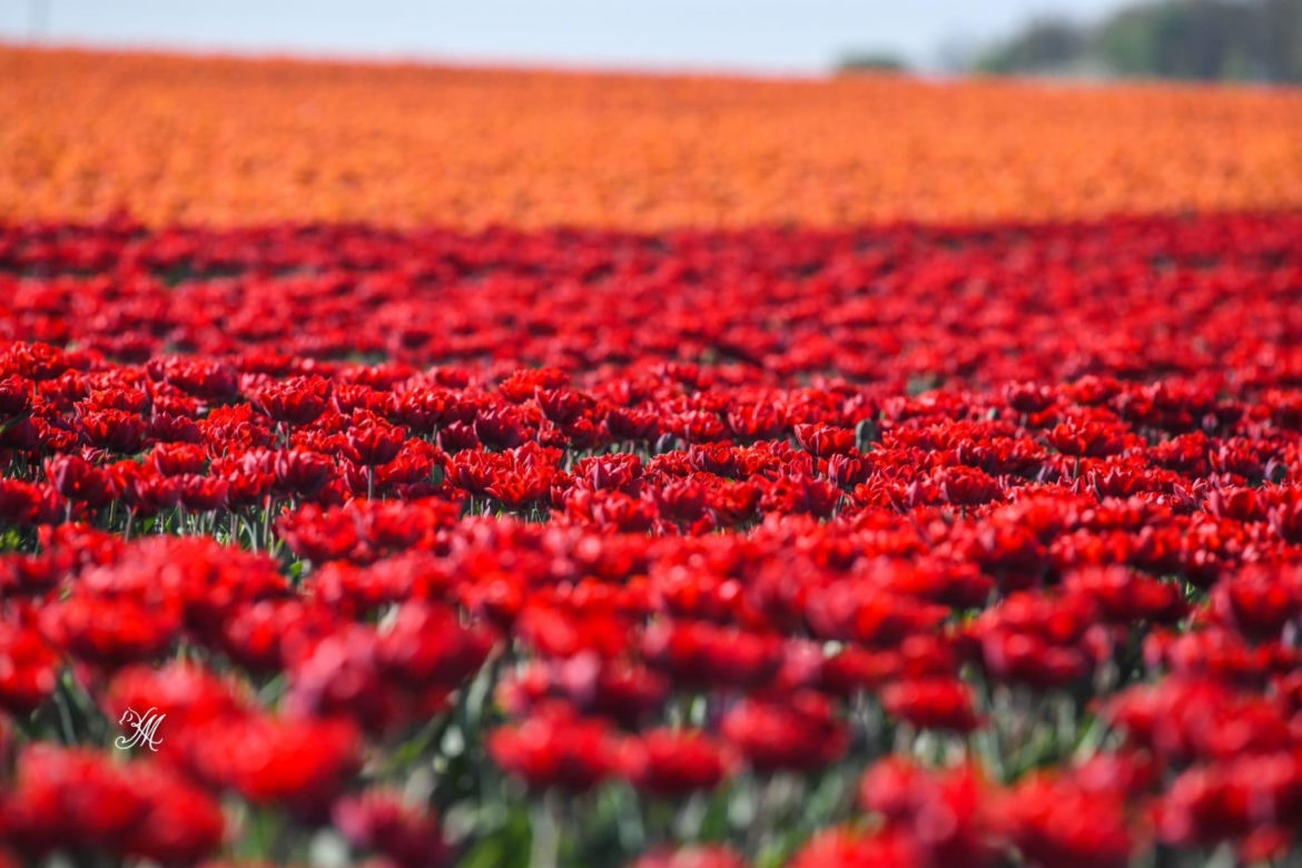 Gospodarstwo Świętokrzyskie tulipany