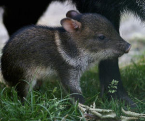 W gdańskim zoo rozrasta się rodzina pekari. Z tym oto maluchem rodzina liczy już 17 osobników. - To ulubieniec dzieci - mówią pracownicy zoo.