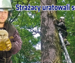 Strażacy uratowali sowę