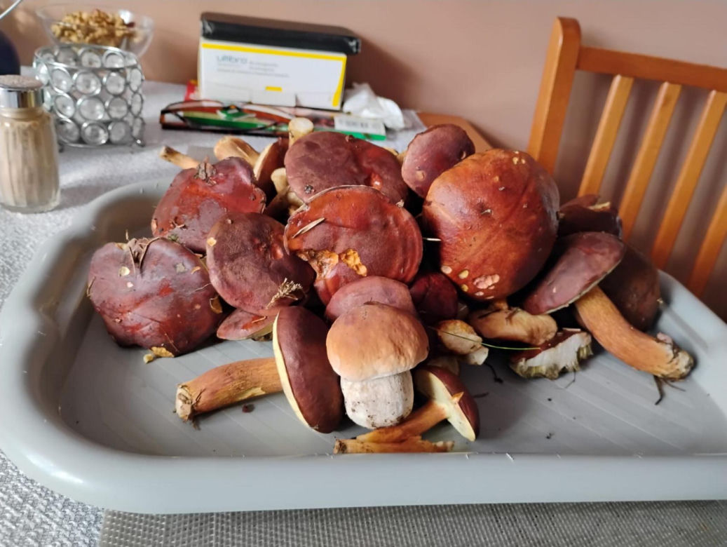 grzybobranie