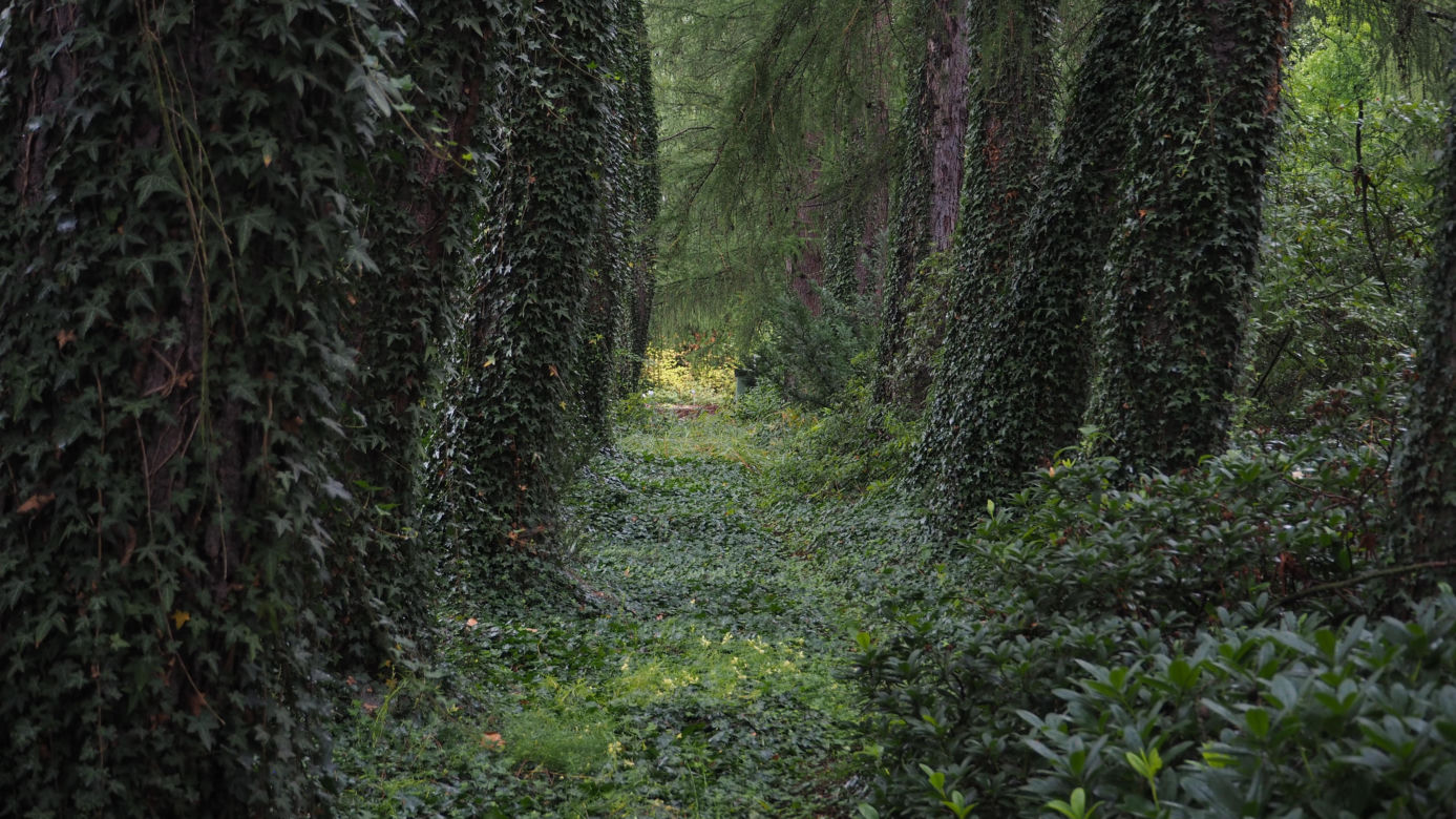 Ogród Botaniczny PAN w Powsinie