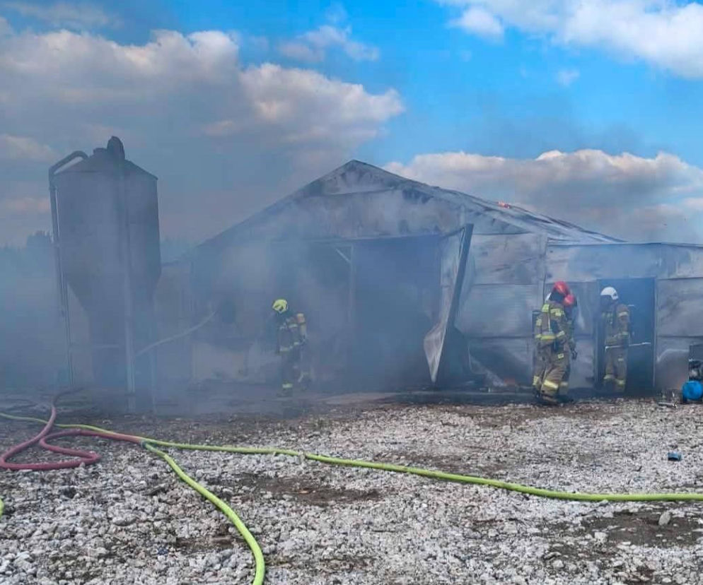 Ogromne straty po pożarze wielkiego kurnika w Lipinkach. W środku trzymano blisko 2 tysiące bażantów