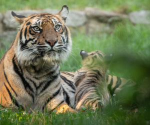 Mała tygrysica z wrocławskiego zoo otrzymała słoneczne imię