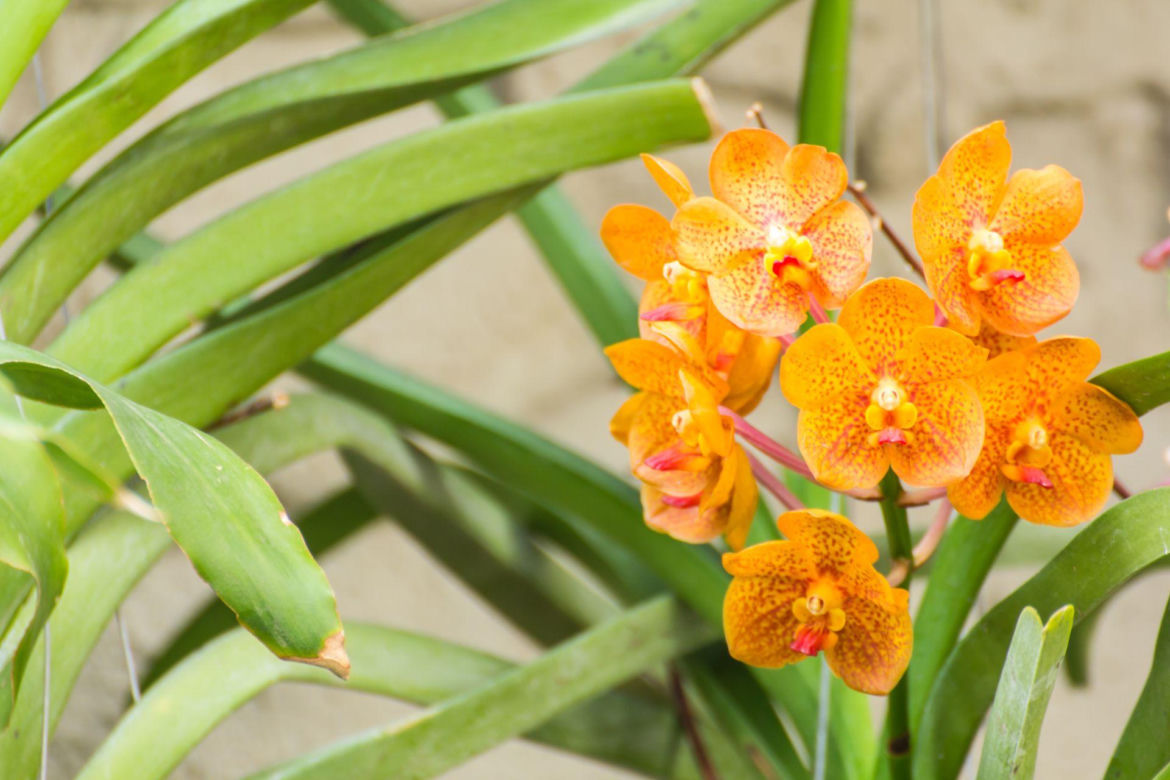 Storczyk Vanda