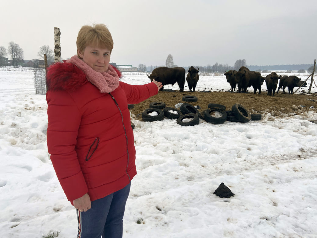 Skieblewo. Stado żubrów z Puszczy Augustowskiej wyjada karmę przeznaczoną dla krów