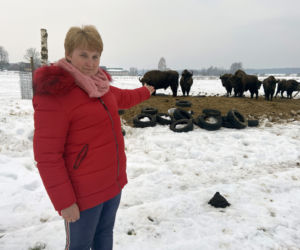 Skieblewo. Stado żubrów z Puszczy Augustowskiej wyjada karmę przeznaczoną dla krów