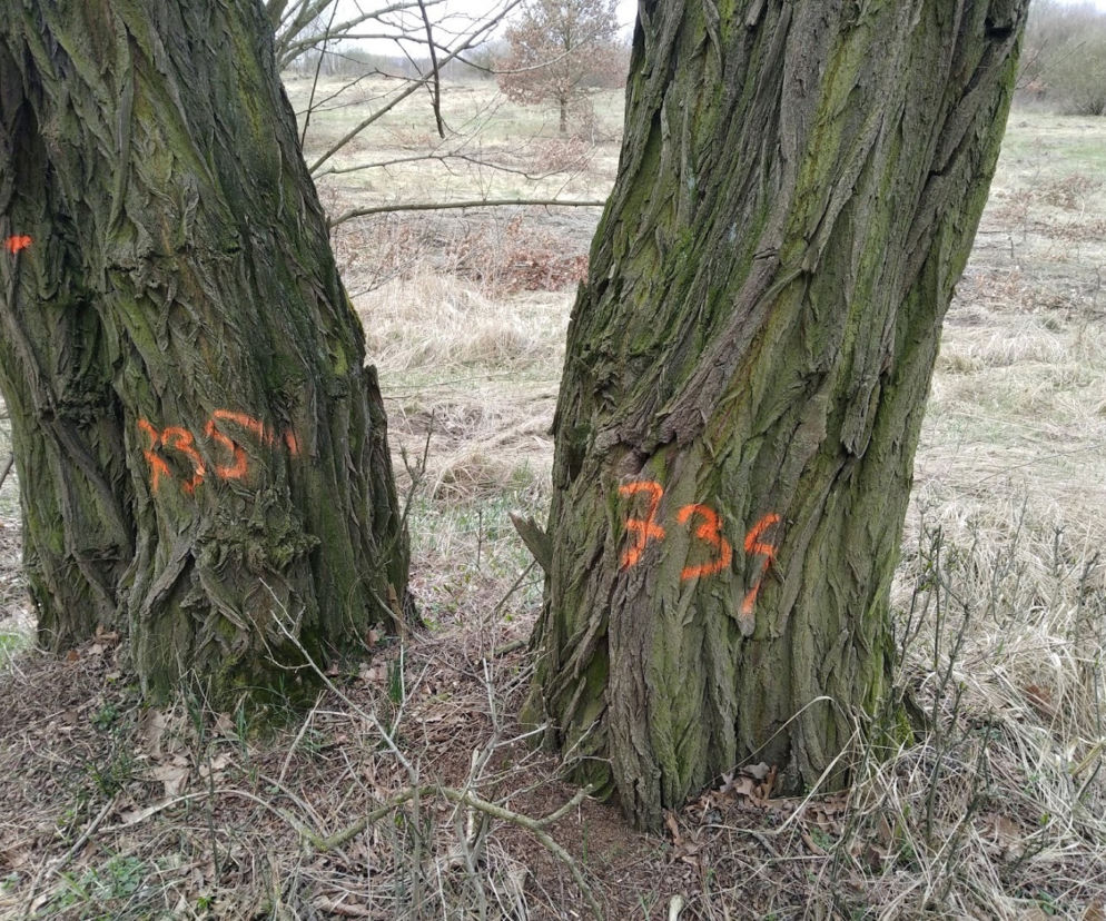 Zaznaczone drzewa przy Nadwarciańskiej