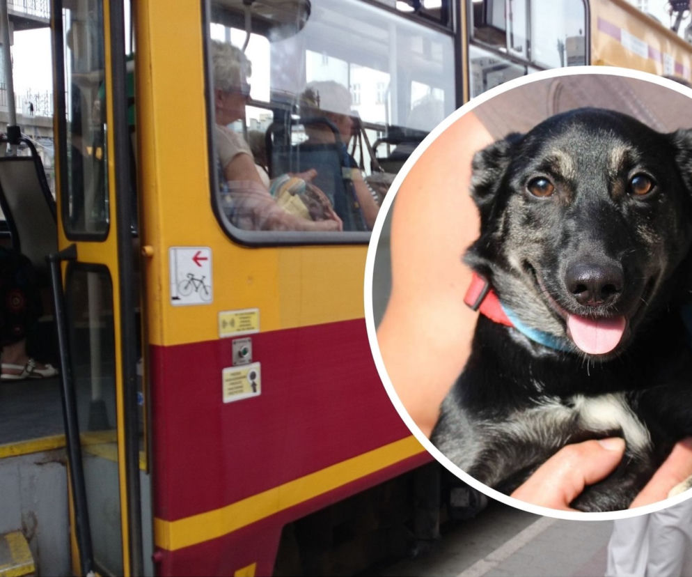 ŁÓDŹ. Motorniczy zatrzymał tramwaj, bo kobieta znęcała się nad psem. Lusia została wyrwana z jej rąk, teraz SZUKA DOMU!