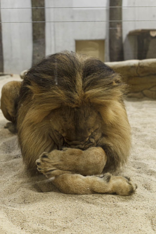 Zoo Opole. Lwy na wybiegu po 24 latach! Wielkie koty wróciły [ZDJĘCIA]