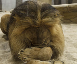 Zoo Opole. Lwy na wybiegu po 24 latach! Wielkie koty wróciły [ZDJĘCIA]