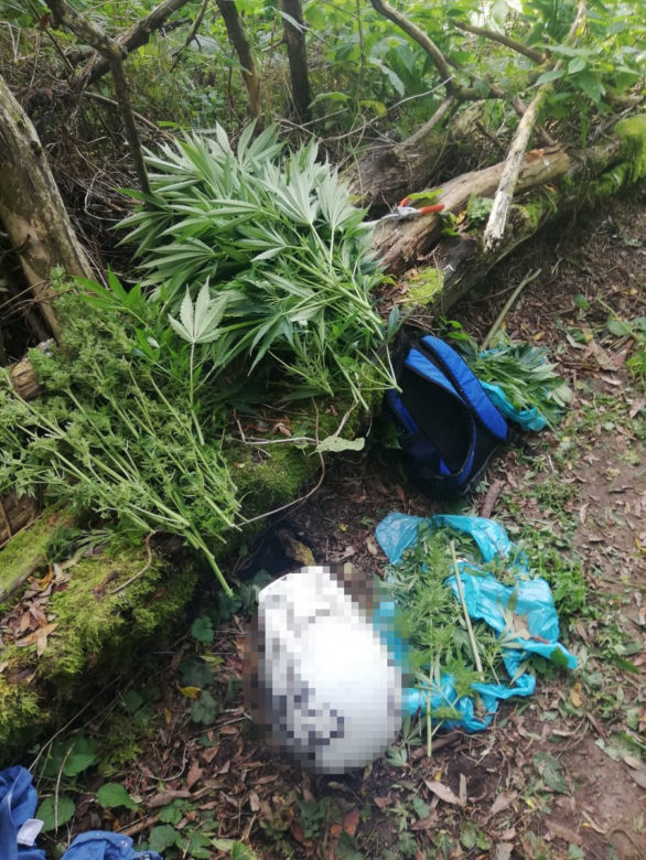 Mieszkaniec Koronowa w zaroślach uprawiał konopie indyjskie
