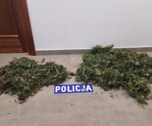Kosewo. Wracał ze zbiorów. W seacie miał blisko 9 kilogramów marihuany [FOTO]