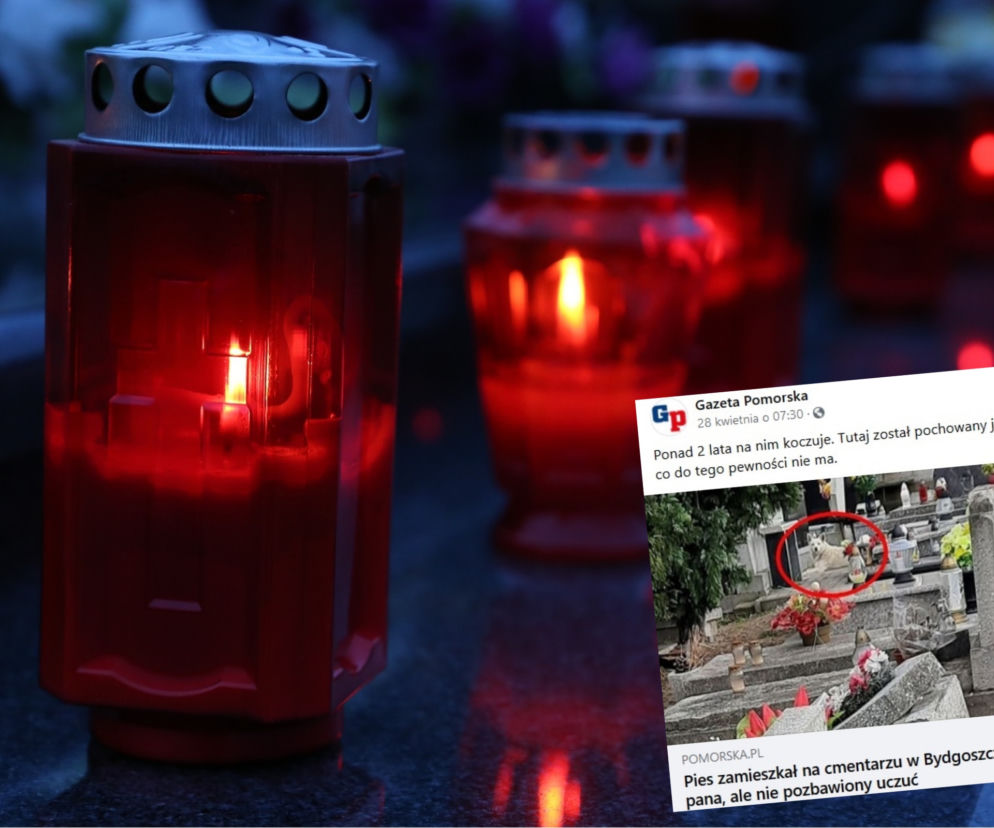 Miłość aż po grób. Pies zamieszkał na cmentarzu w Bydgoszczy po śmierci swojego pana!
