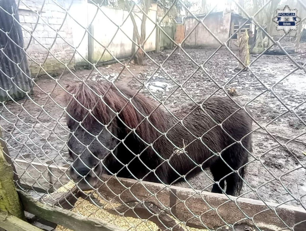 Mężczyzna z Bytomia trzymał zwierzęta w skandalicznych warunkach