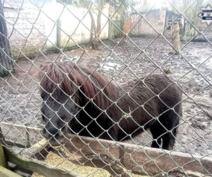 Mężczyzna z Bytomia trzymał zwierzęta w skandalicznych warunkach