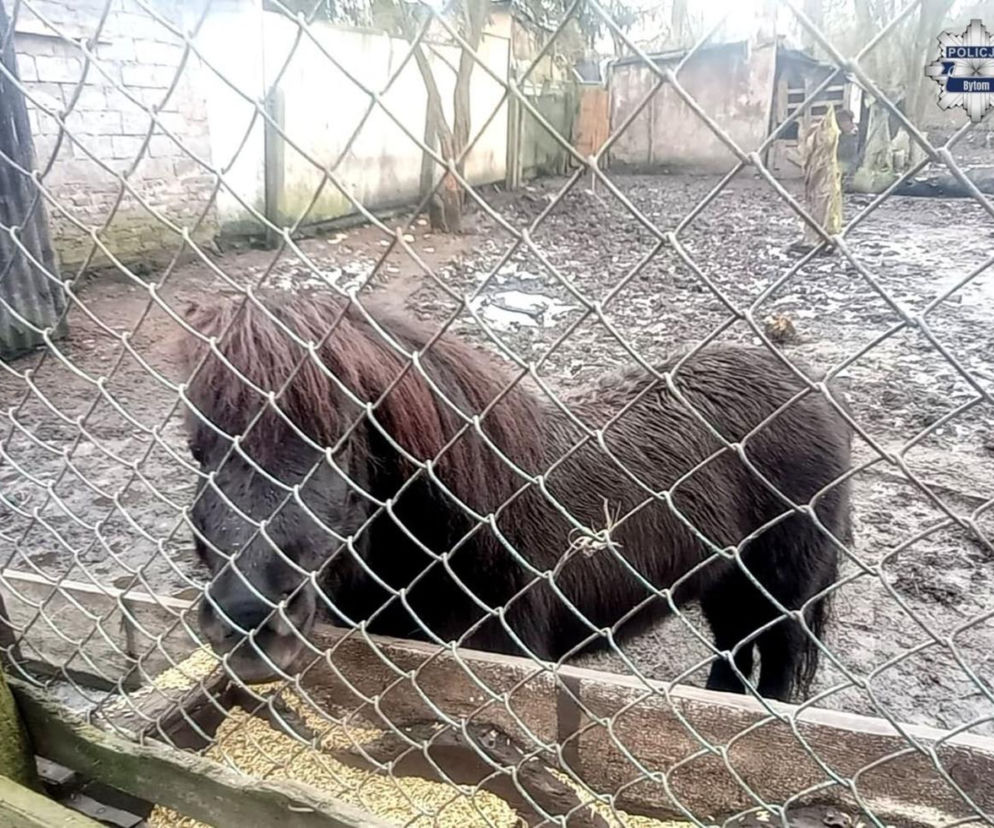 Mężczyzna z Bytomia trzymał zwierzęta w skandalicznych warunkach
