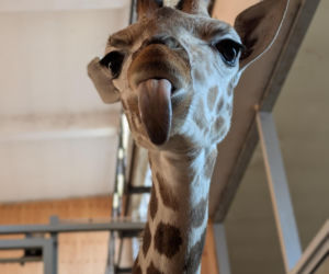 Zwierzak Roku 2025 Warszawskiego ZOO. Oto nominowane zwierzaki