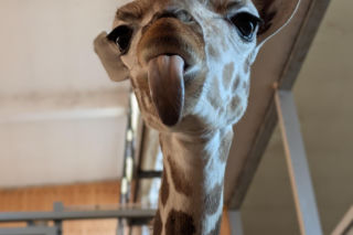 Zwierzak Roku 2025 Warszawskiego ZOO. Oto nominowane zwierzaki