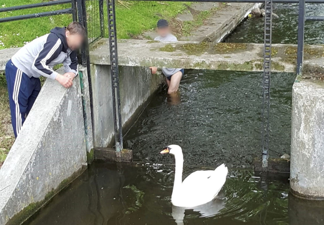 Łabędzia rodzina w wielkich tarapatach! 
