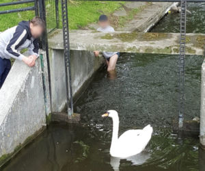 Łabędzia rodzina w wielkich tarapatach! 