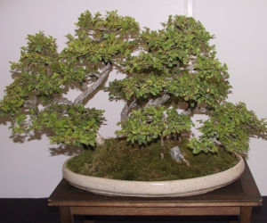 Bonsai: karłowe drzewa w mieszkaniu