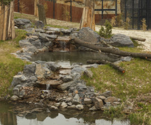 Zoo Opole. Lwy na wybiegu po 24 latach! Wielkie koty wróciły [ZDJĘCIA]
