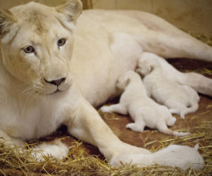 6 Białe lwy w Zoo Safari Borysew