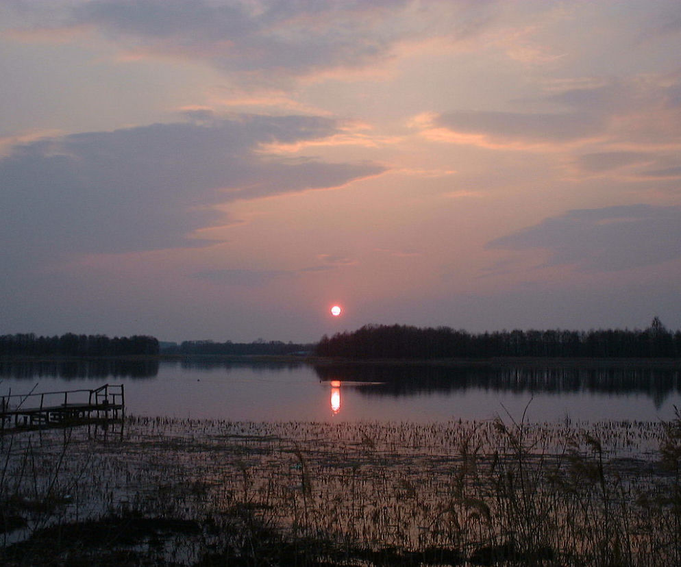 INWAZJA drapieżnego gatunku z Kalifornii? Zadomowił się na Podlasiu! [ZDJĘCIA]