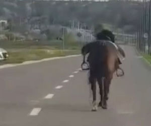 Zagalopował się na ulicach Świdnika. Policja prowadziła pościg za... osiodłanym koniem [ZDJĘCIA]
