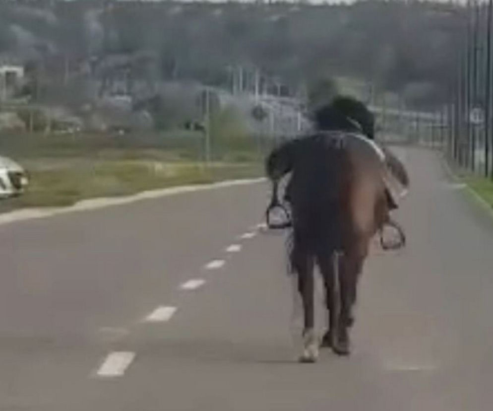 Zagalopował się na ulicach Świdnika. Policja prowadziła pościg za... osiodłanym koniem [ZDJĘCIA]