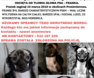 AREK ODSZKODOpiesek Franek głowa w parkuWANIE OPIEKA