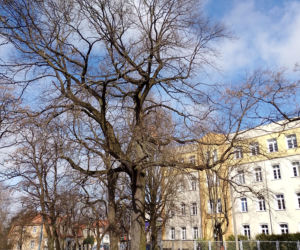 Elbląg. Nowy Park Kieszonkowy powstanie jeszcze w tym roku