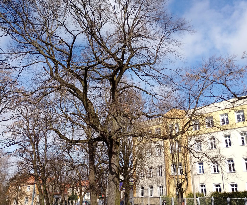 Elbląg. Nowy Park Kieszonkowy powstanie jeszcze w tym roku