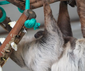 We wrocławskim zoo urodził się pierwszy leniwiec