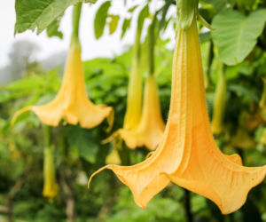 datura