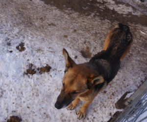Akcja ratunkowa w likwidowanym schronisku Kocham Psisko w Mąkosach Nowych