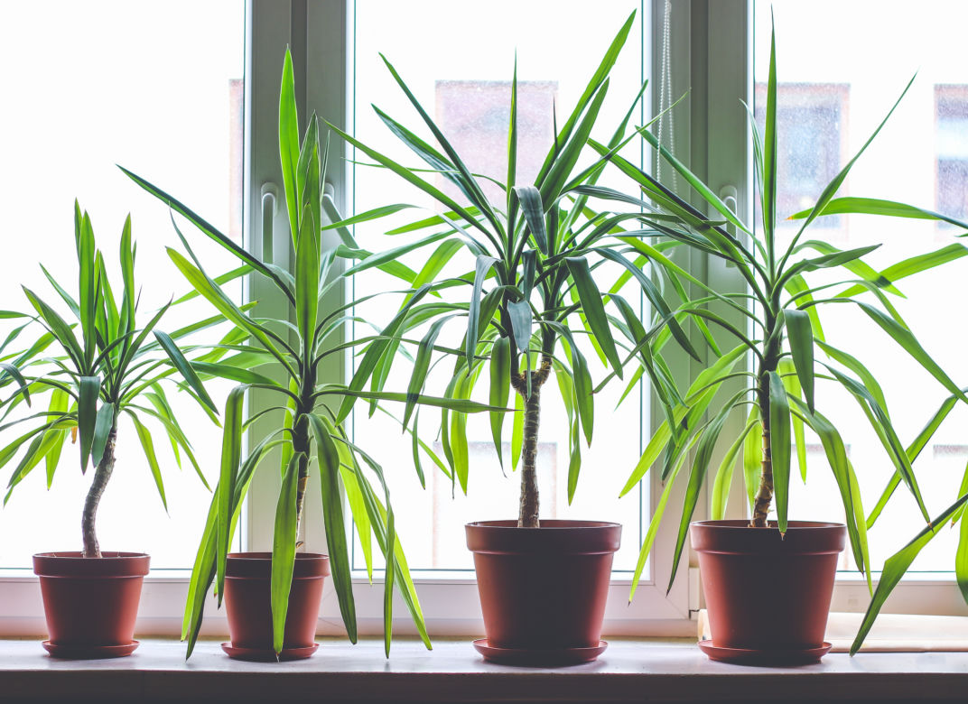  Dracena obrzeżona