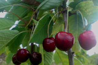 Czereśnia ‘Regina’ - Prunus avium ‘Regina’