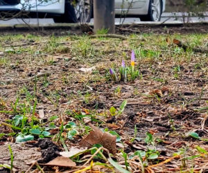 Pierwsze krokusy na Jasnych Błoniach w Szczecinie