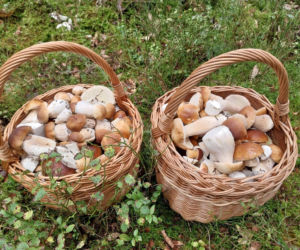 Grzybiarze ruszyli do lasów. W Świętokrzyskiem wreszcie pojawiły się grzyby