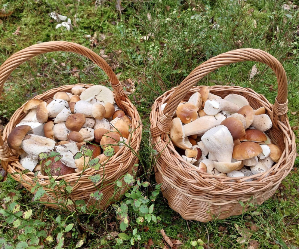 Grzybiarze ruszyli do lasów. W Świętokrzyskiem wreszcie pojawiły się grzyby