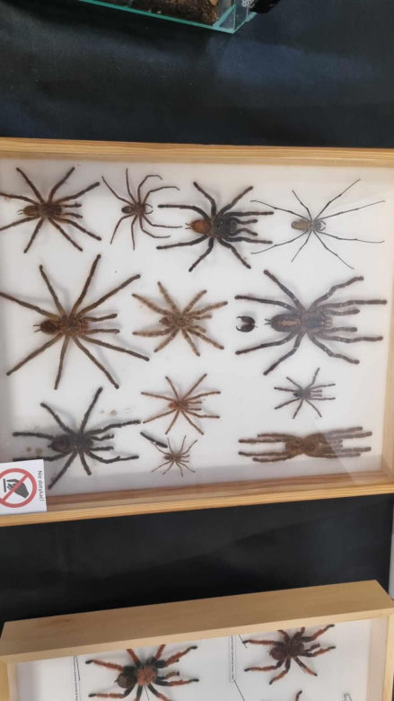 Targi Exotic Fest odbyły się w Poznaniu