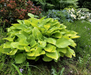 Hosta, funkia