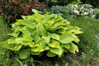 Hosta, funkia
